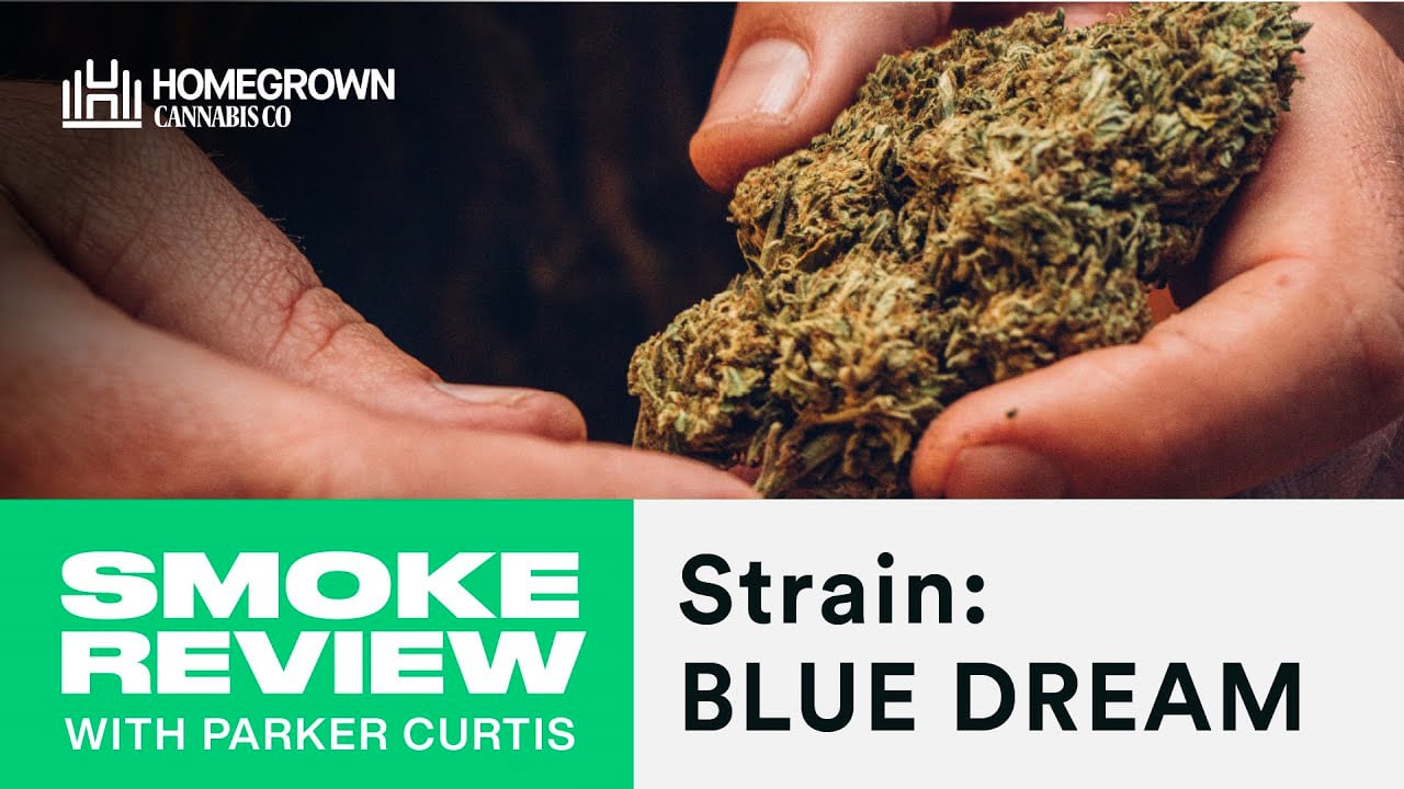 Blue Dream Seed to Smoke Cannabis Strain Review | Homegrown Cannabis Co.