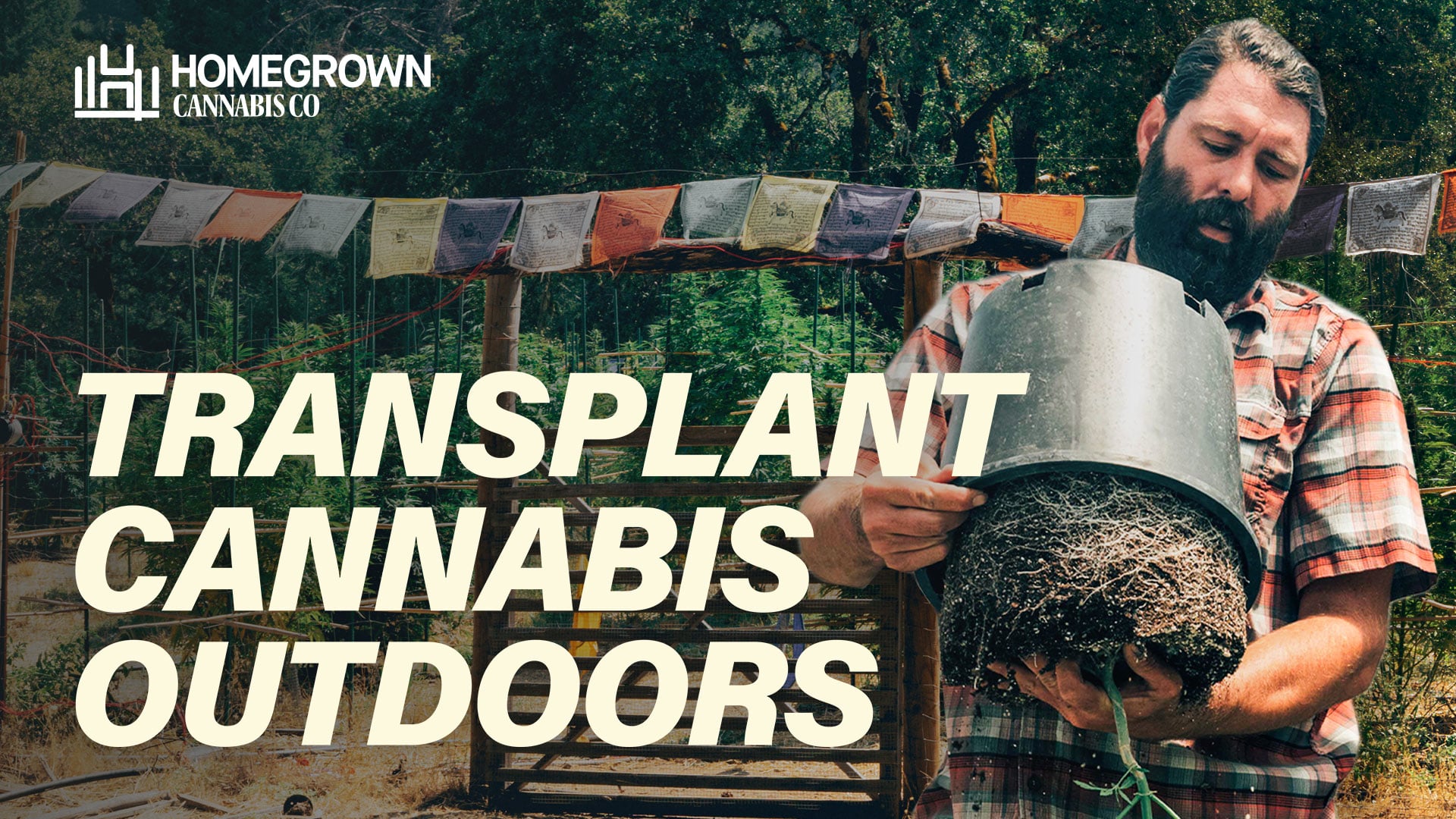  How to Transplant Cannabis Outdoors and Support Heavy Buds | Homegrown Cannabis Co.
