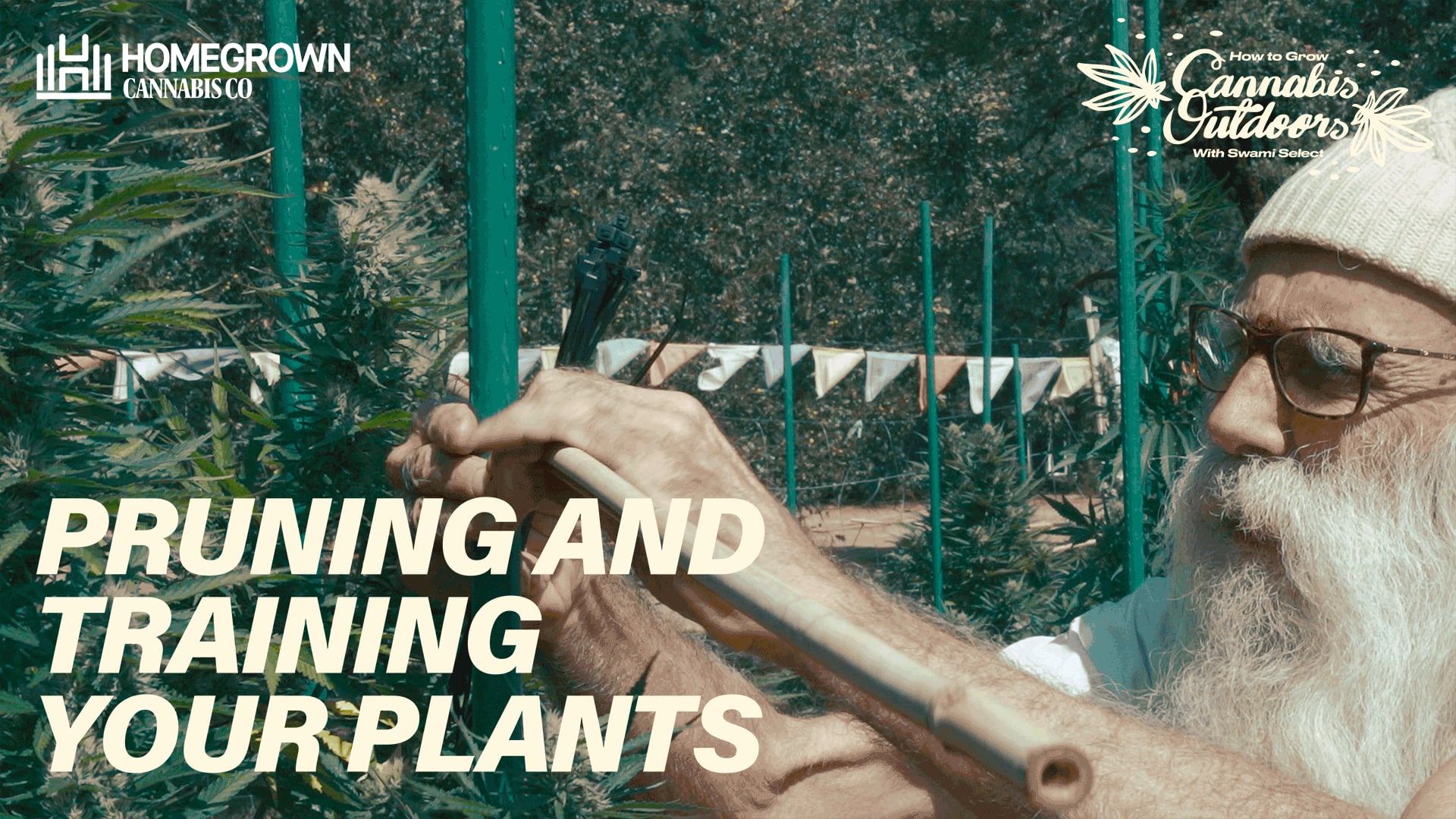 Pruning and Training Your Cannabis Plants | EP7 | Homegrown Cannabis Co.
