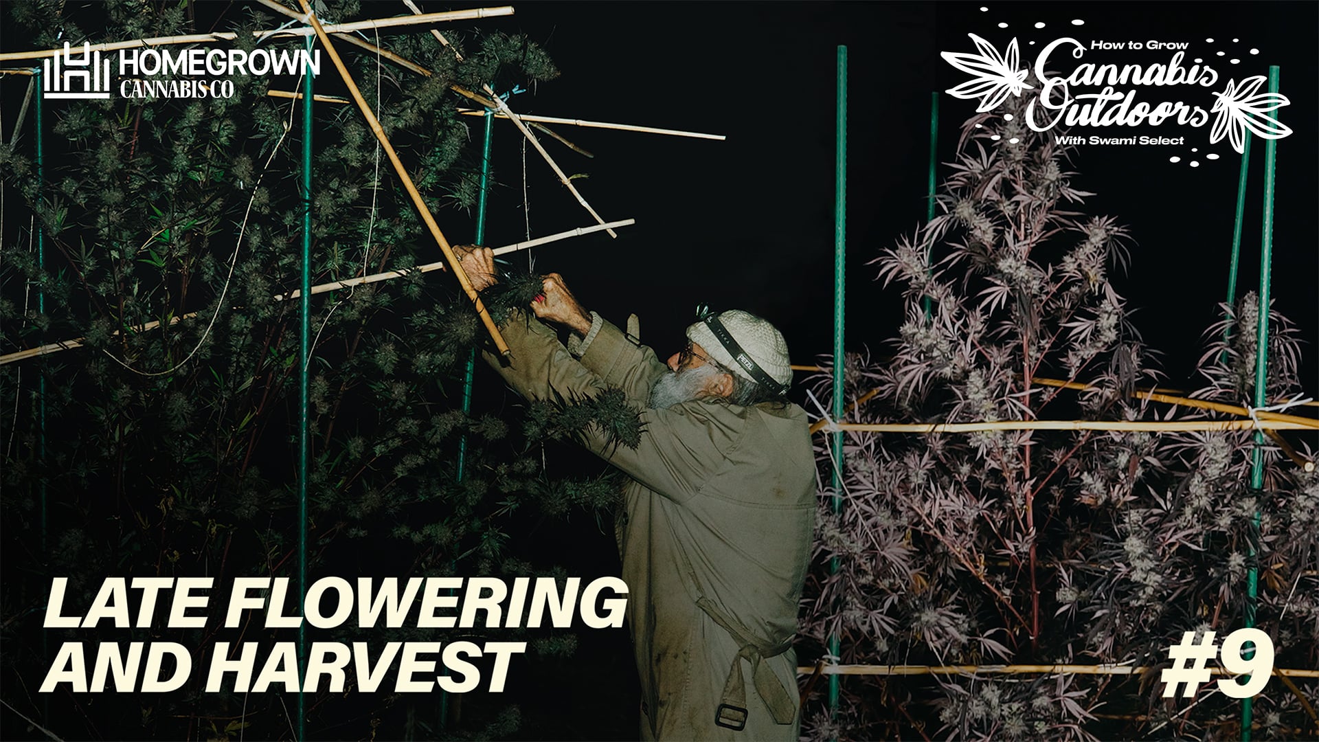 Choosing the Best Time to Harvest Cannabis Plants | EP9 | Homegrown Cannabis Co.