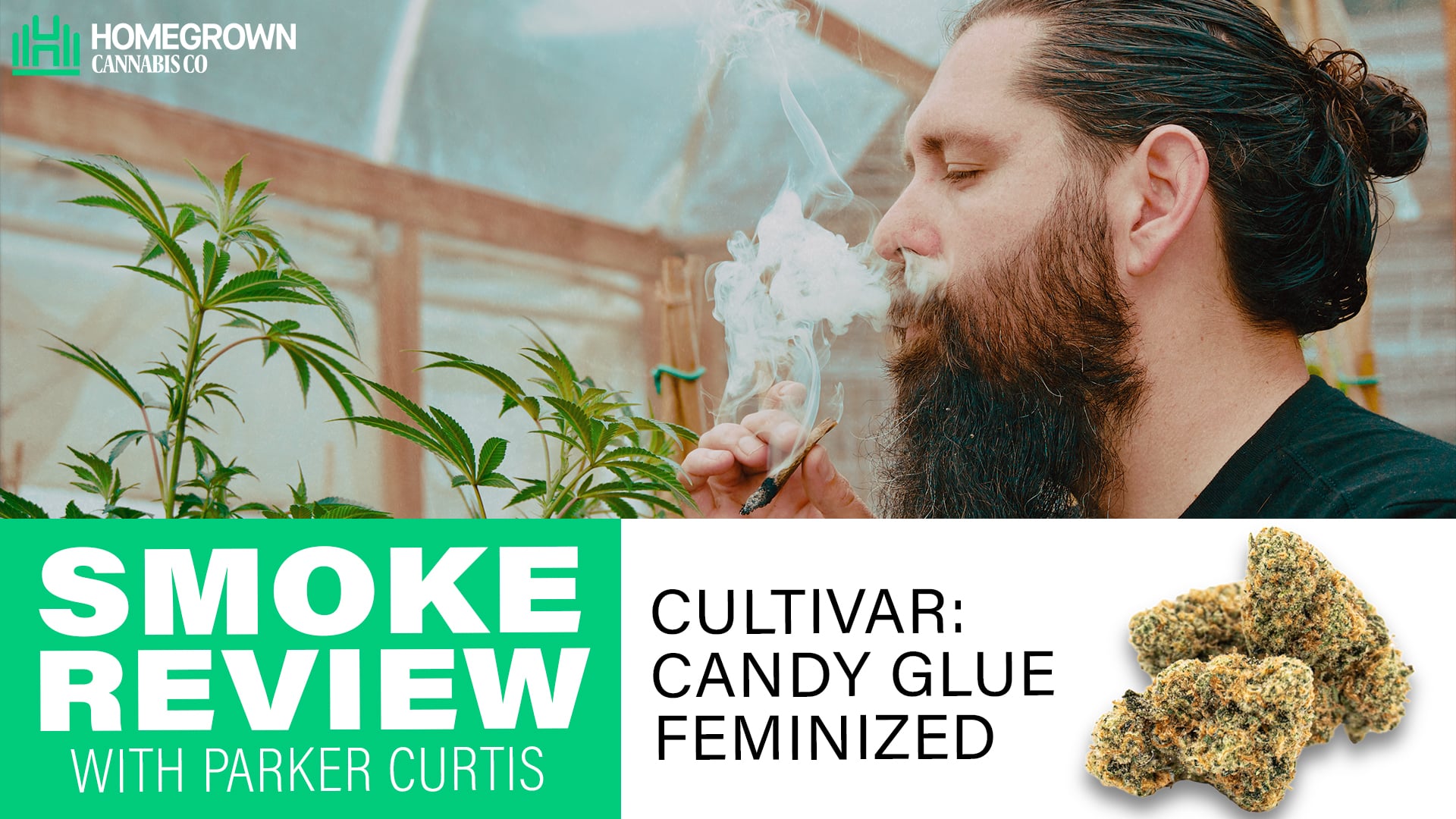 Candy Glue Strain Review with Parker Curtis | Homegrown Cannabis Co.