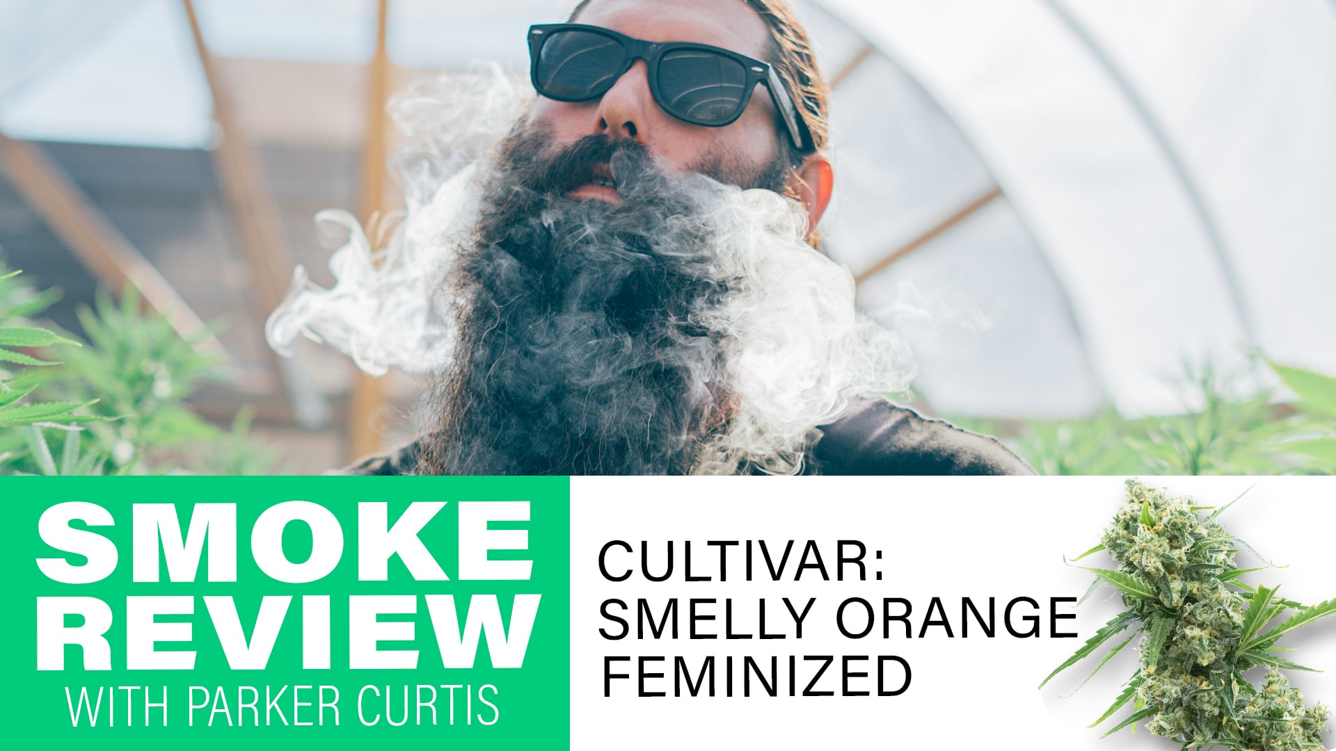Smelly Orange Strain Review with Parker Curtis | Homegrown Cannabis Co.