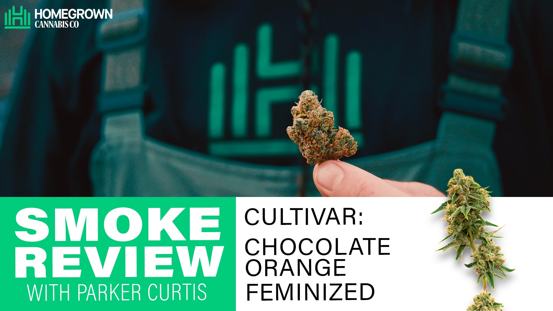  Chocolate Orange Feminized In-Depth Review with Parker Curtis | Homegrown Cannabis Co.