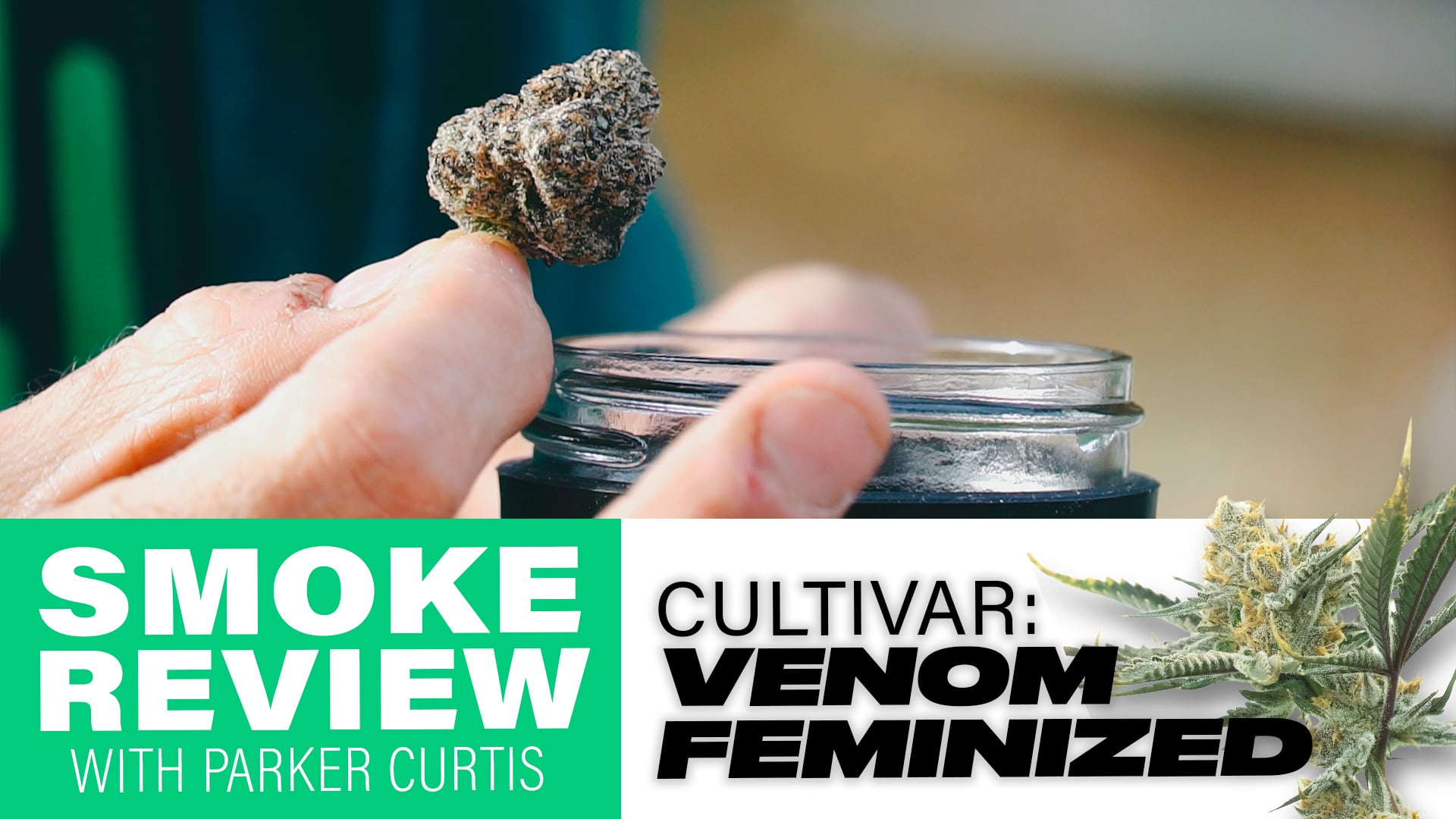 Venom Feminized Smoke Review | Homegrown Cannabis Co.