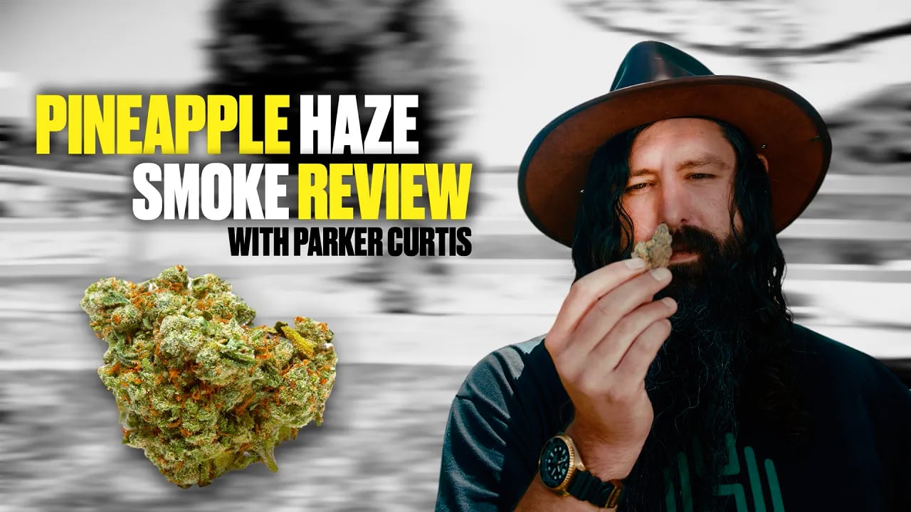 Pineapple Haze Feminized Strain of the Month Review | Homegrown Cannabis Co.