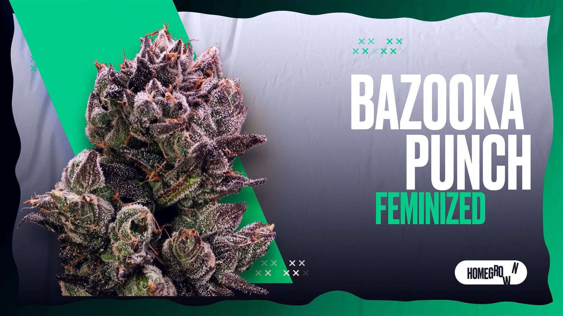 Bazooka Punch Strain Review with Parker Curtis | Homegrown Cannabis Co.