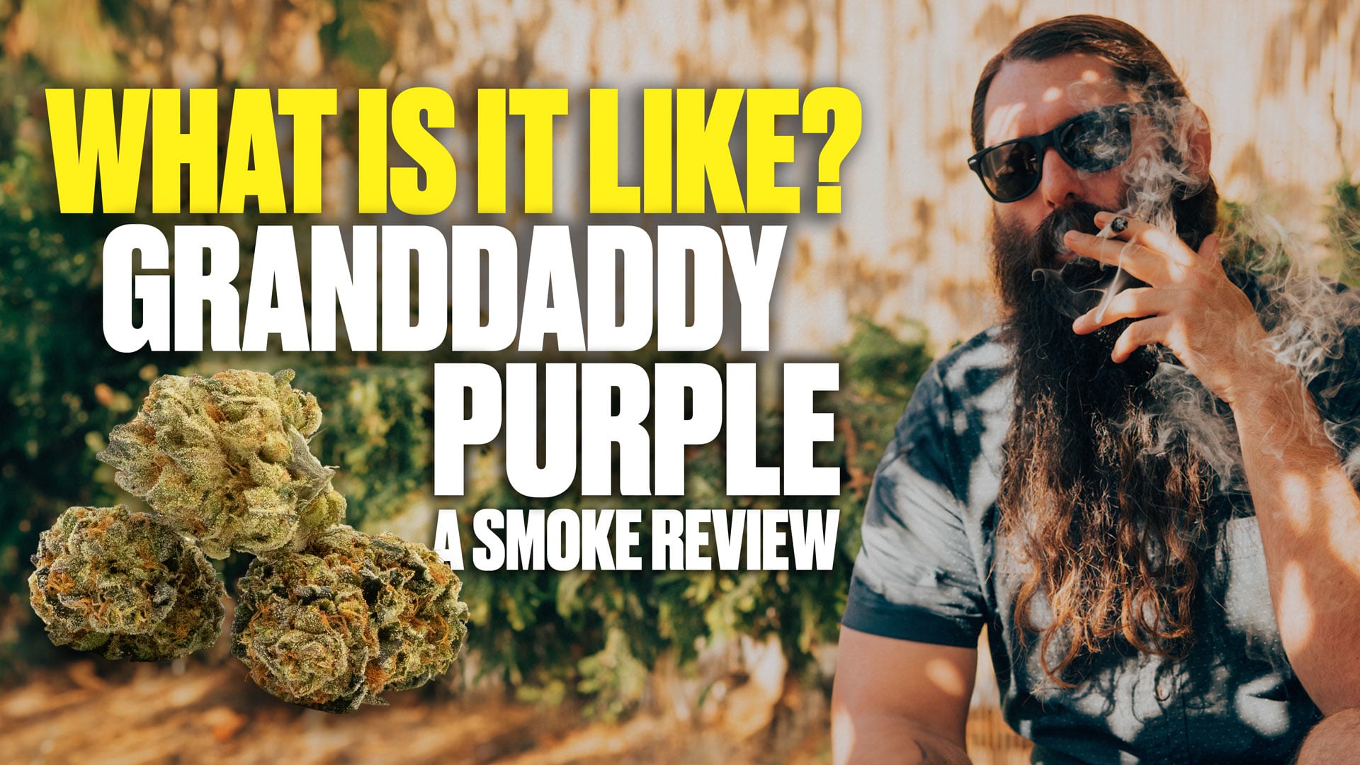 What It's Like to Grow Granddaddy Purple (GDP) feat. Ken Estes | Homegrown Cannabis Co.