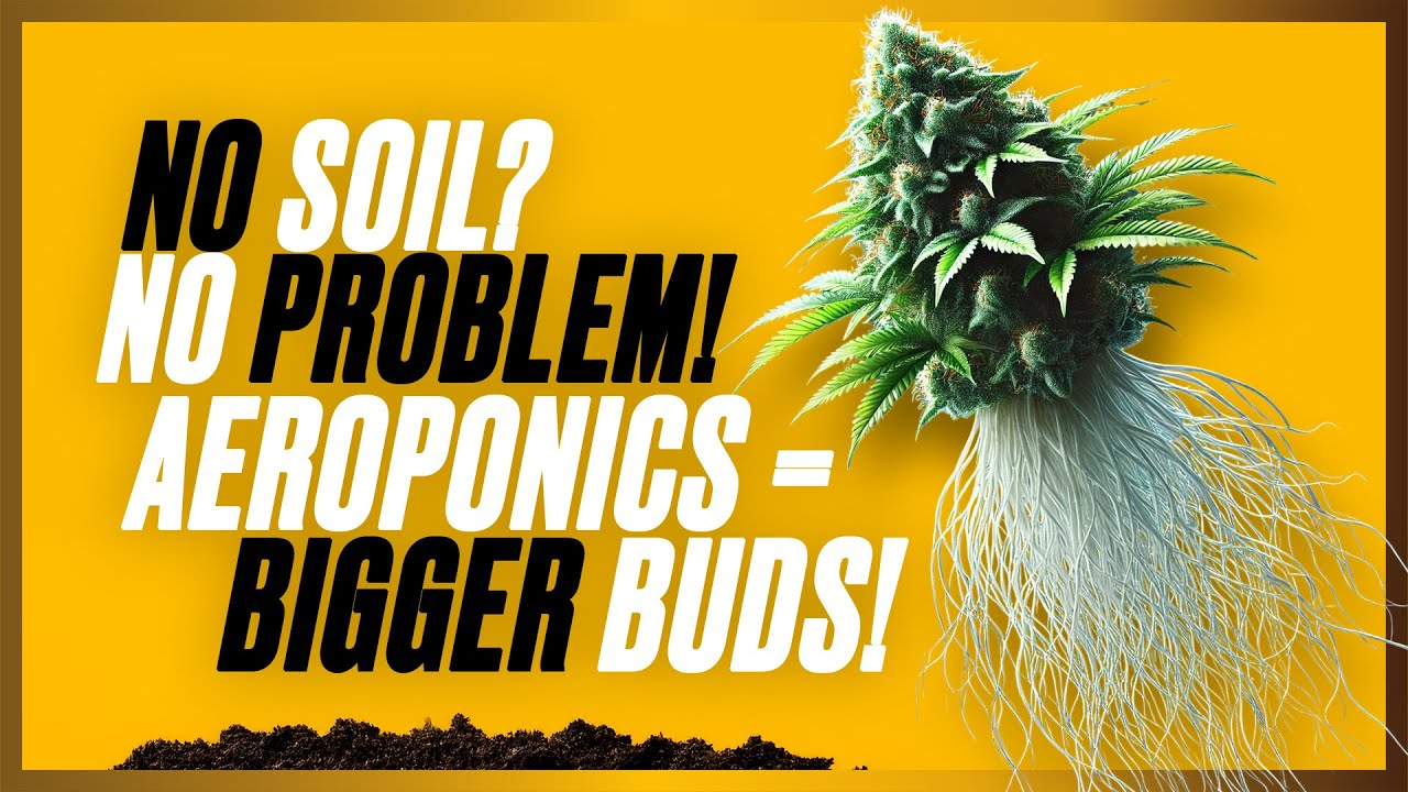 Aeroponic Grown Cannabis