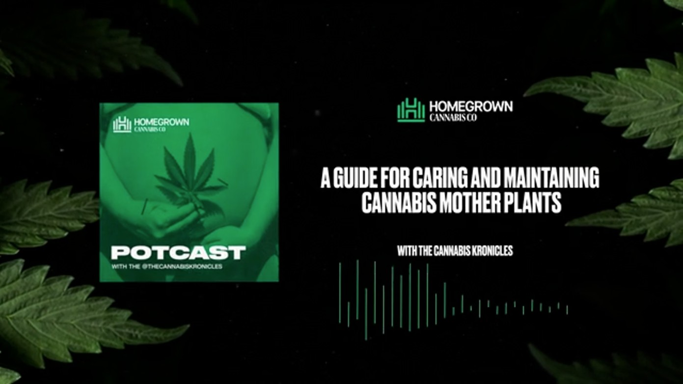 Caring for Cannabis Mother Plants — Homegrown Cannabis Co. Potcast