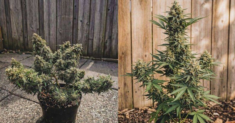 Healthy cannabis plants