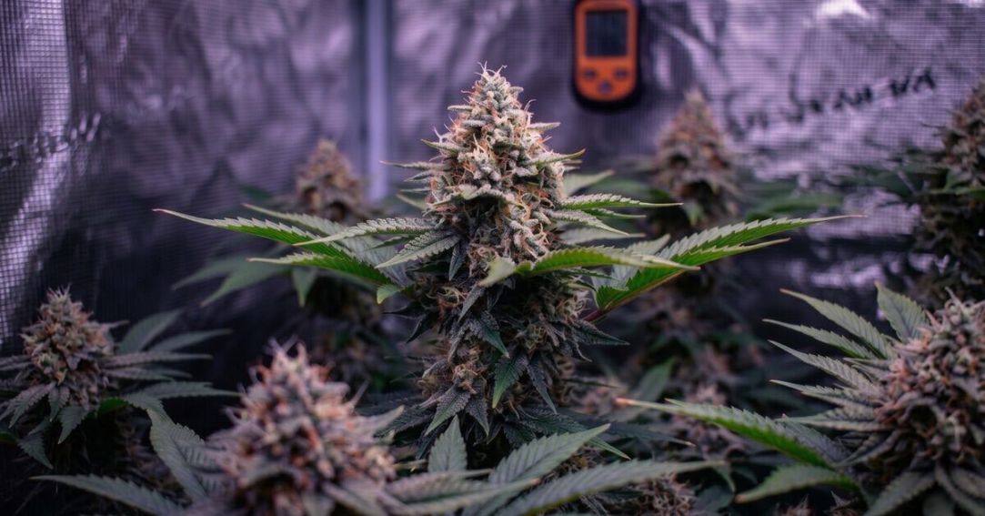 Healthy autoflower plants in a grow tent