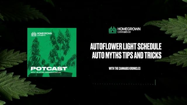  Autoflower Light Schedule & Myths — Homegrown Cannabis Co.