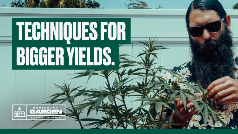 Beginner Training Techniques for Bigger Cannabis Yields — Homegrown Garden