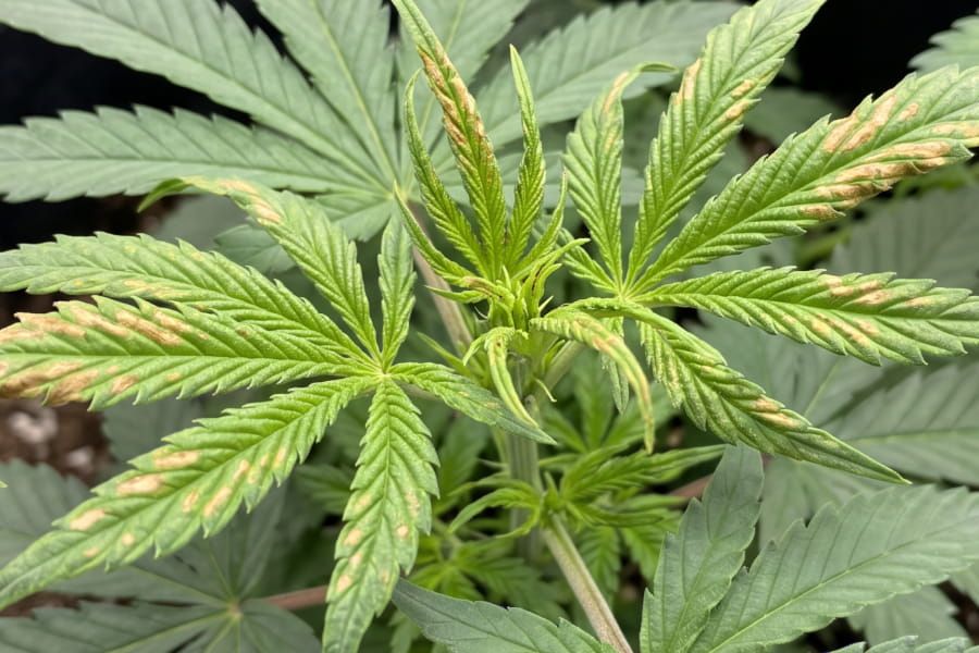Curled, hooked young cannabis leaf tips showing early calcium deficiency damage.