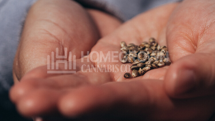 Cannabis seeds ready for germination
