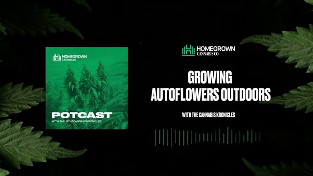  Growing Autoflowers Outdoors — beat the low season — Homegrown Cannabis Co.