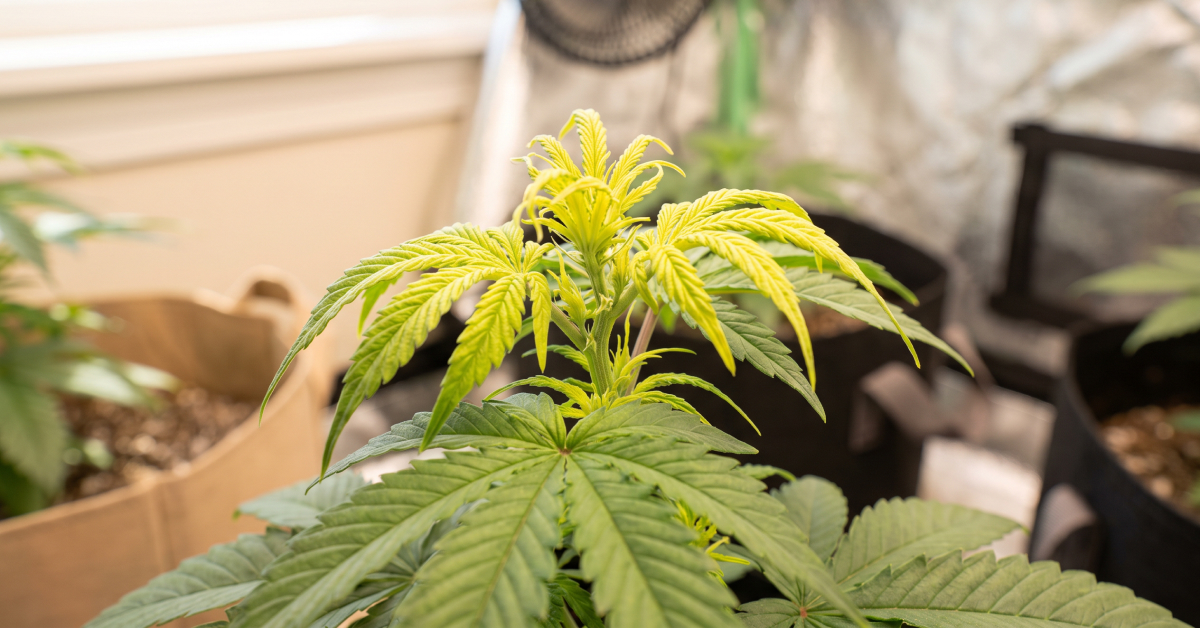 Cannabis plant showing zinc deficiency: yellowing, small new top leaves with green lower foliage.