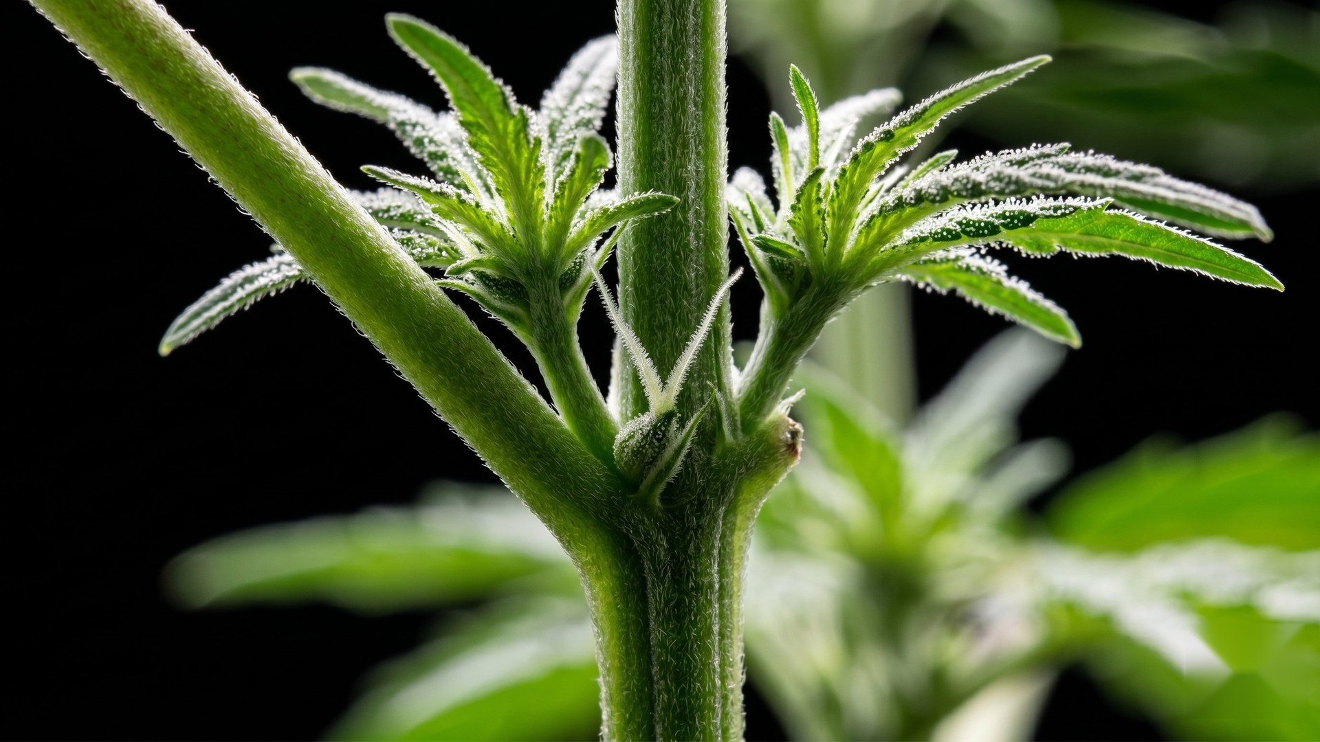 Early Signs of a Female cannabis Plant