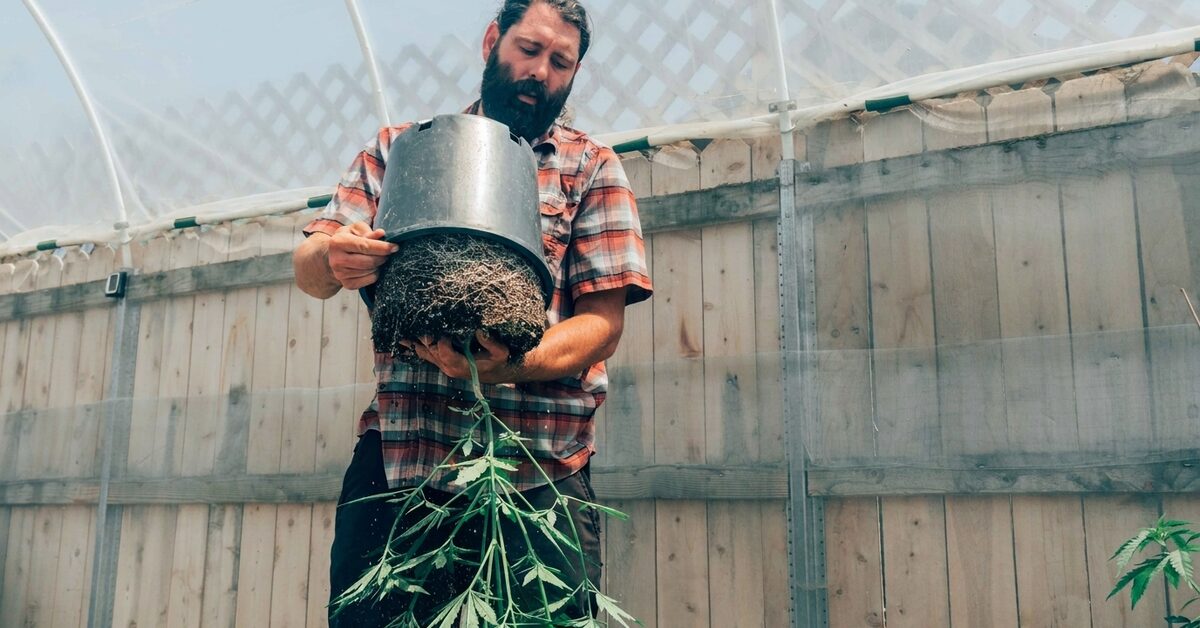 Kyle preparing to transplant cannabis