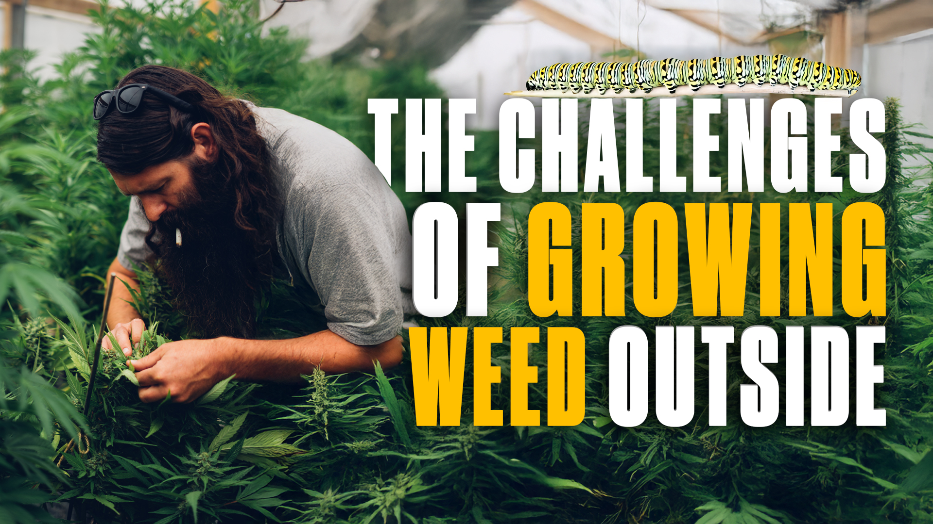 The Challenges of Growing Weed Outside!
