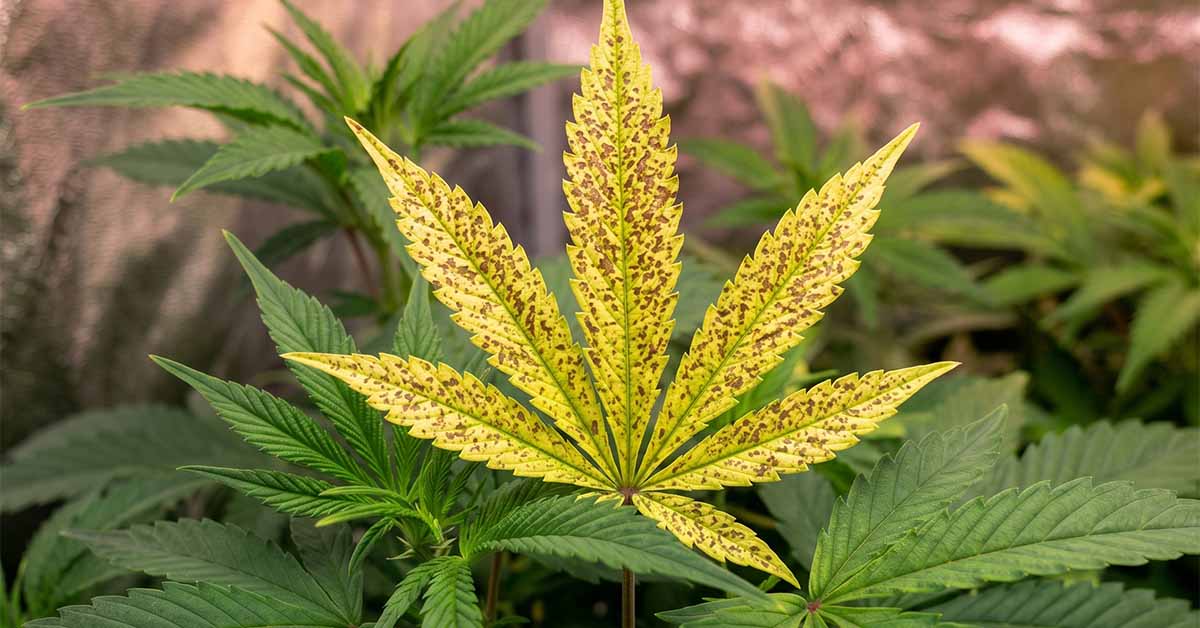 Cannabis plant showing manganese deficiency — interveinal yellowing on new top leaves with green veins.