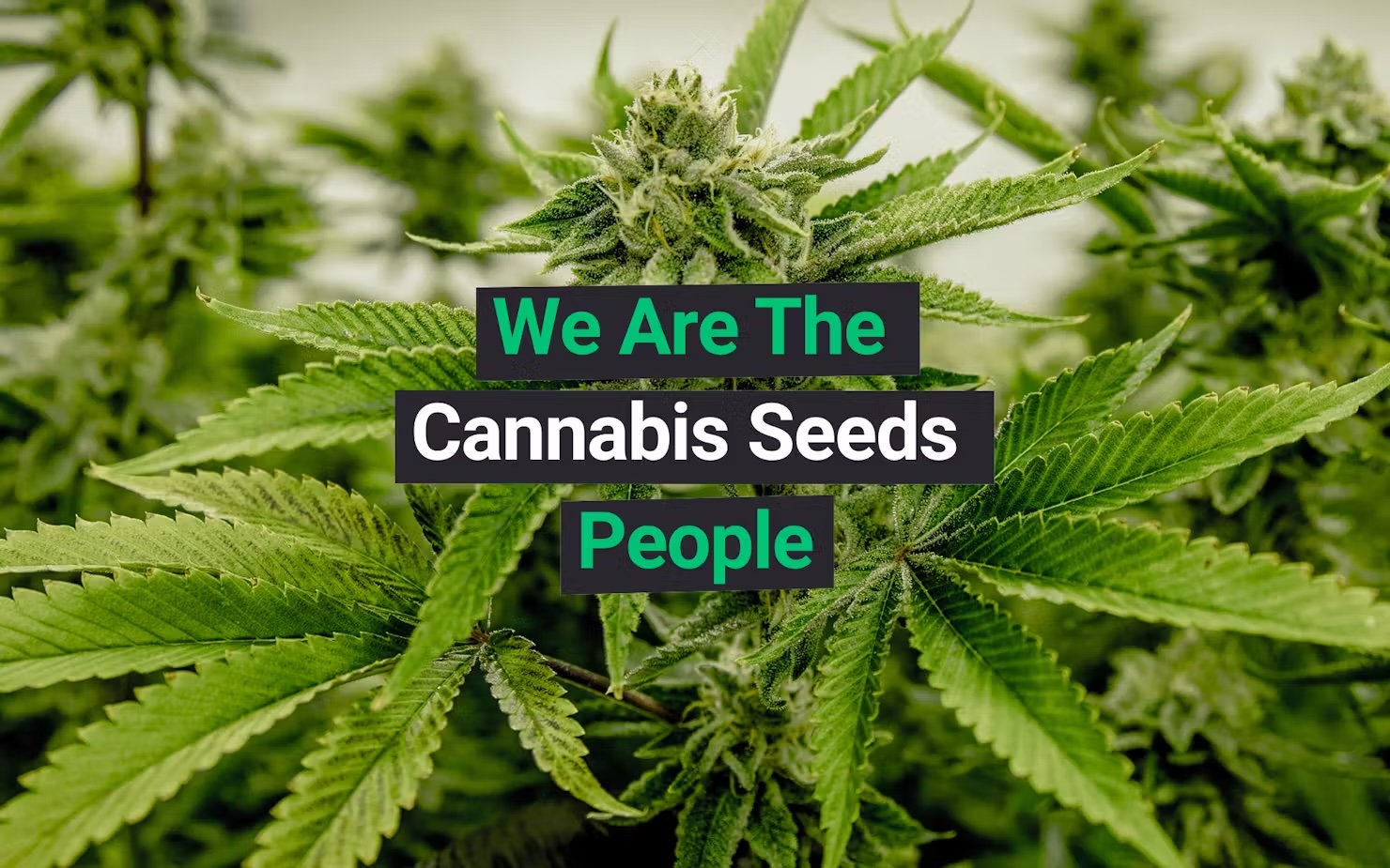 LEAFLY: Homegrown Cannabis Co. Ensures No One Grows Alone