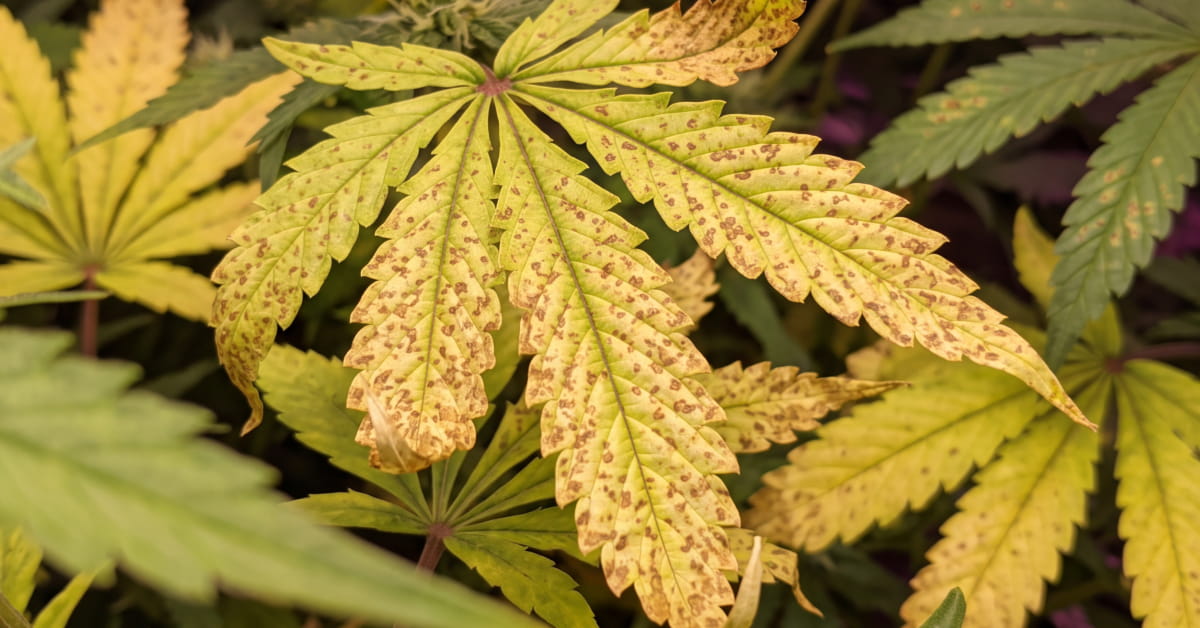 Brown, rust-coloured calcium deficiency spots on the new top growth of a cannabis plant.