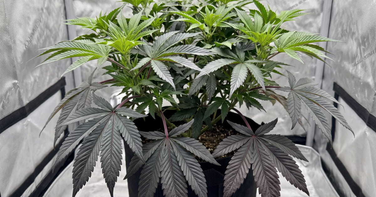 Cannabis plant with phosphorus deficiency showing dark purple-green lower leaves and reddening stems.