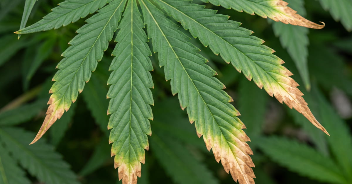 Close-up of a cannabis fan leaf with brown, crispy, burnt tips showing nutrient burn (nute burn).