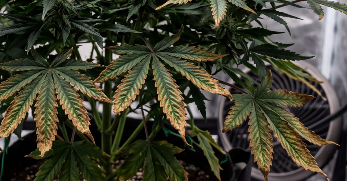 Flowering cannabis plant with brown, burnt edges on the lower fan leaves signalling a potassium deficiency.
