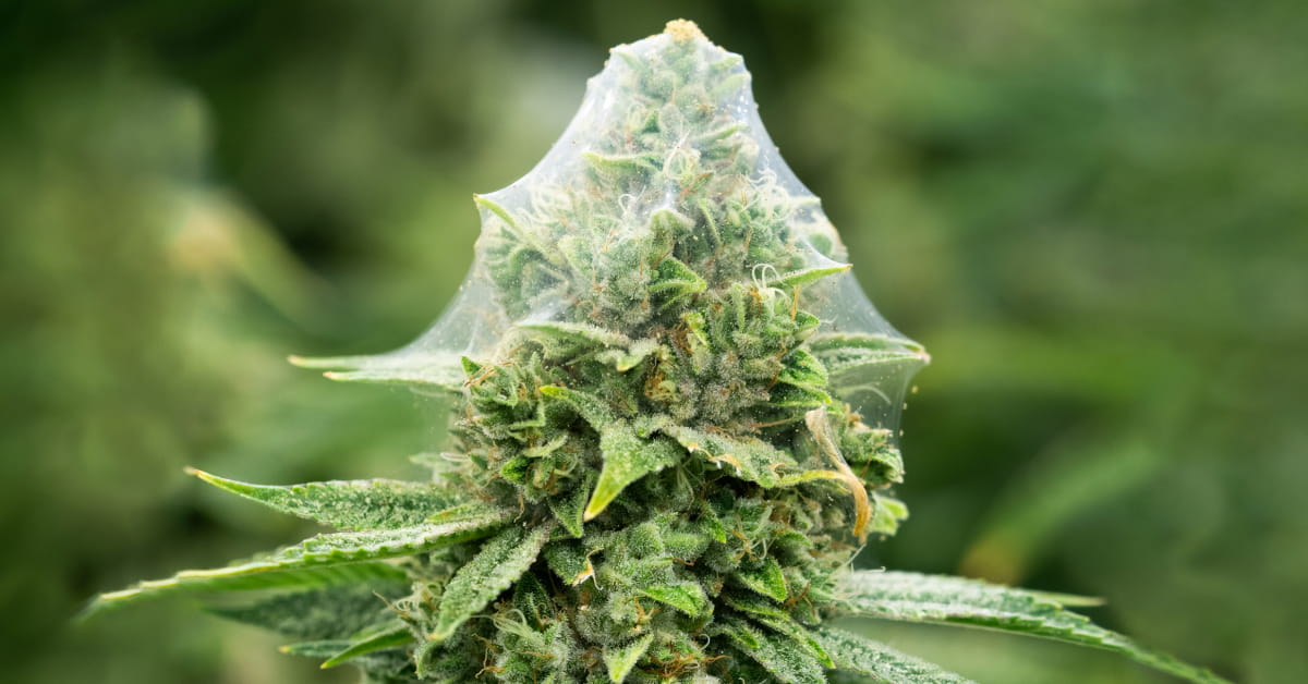 A web covering the top leaves of the cannabis plant, showing a clear sign of a spider mite infestation.