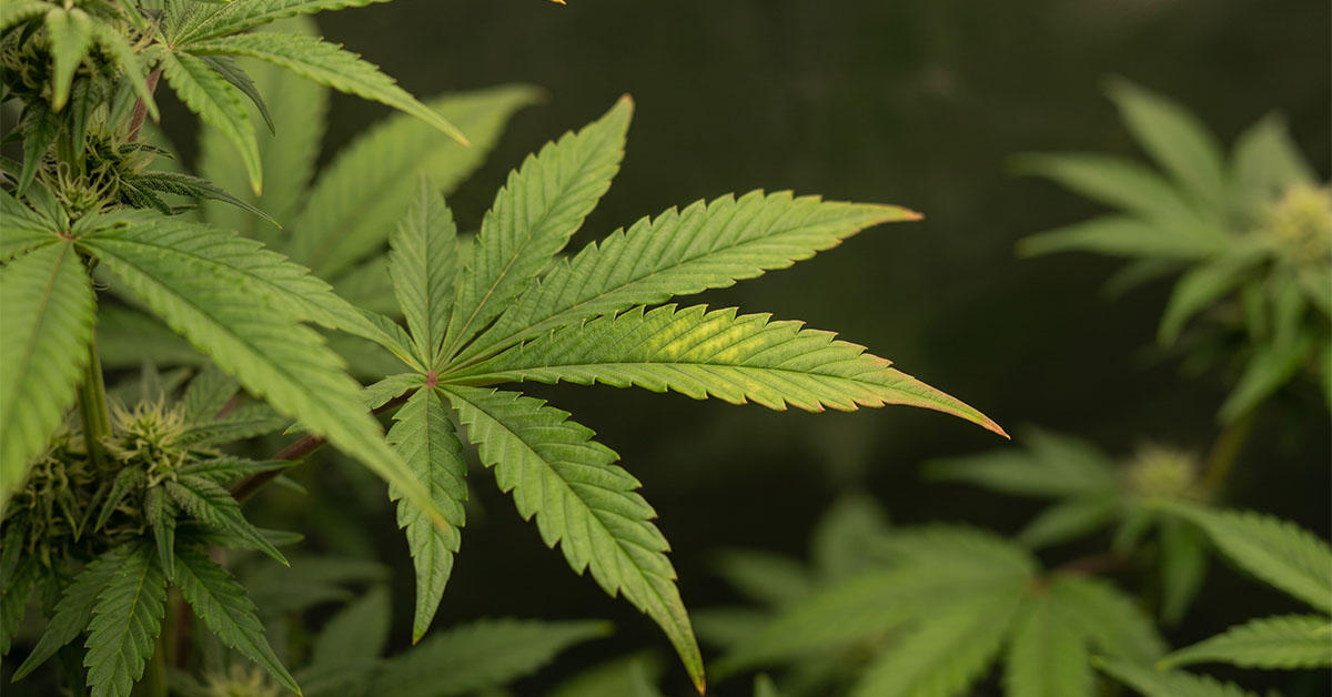 Close-up of healthy cannabis mid-canopy fan leaves with faint early molybdenum deficiency signs.