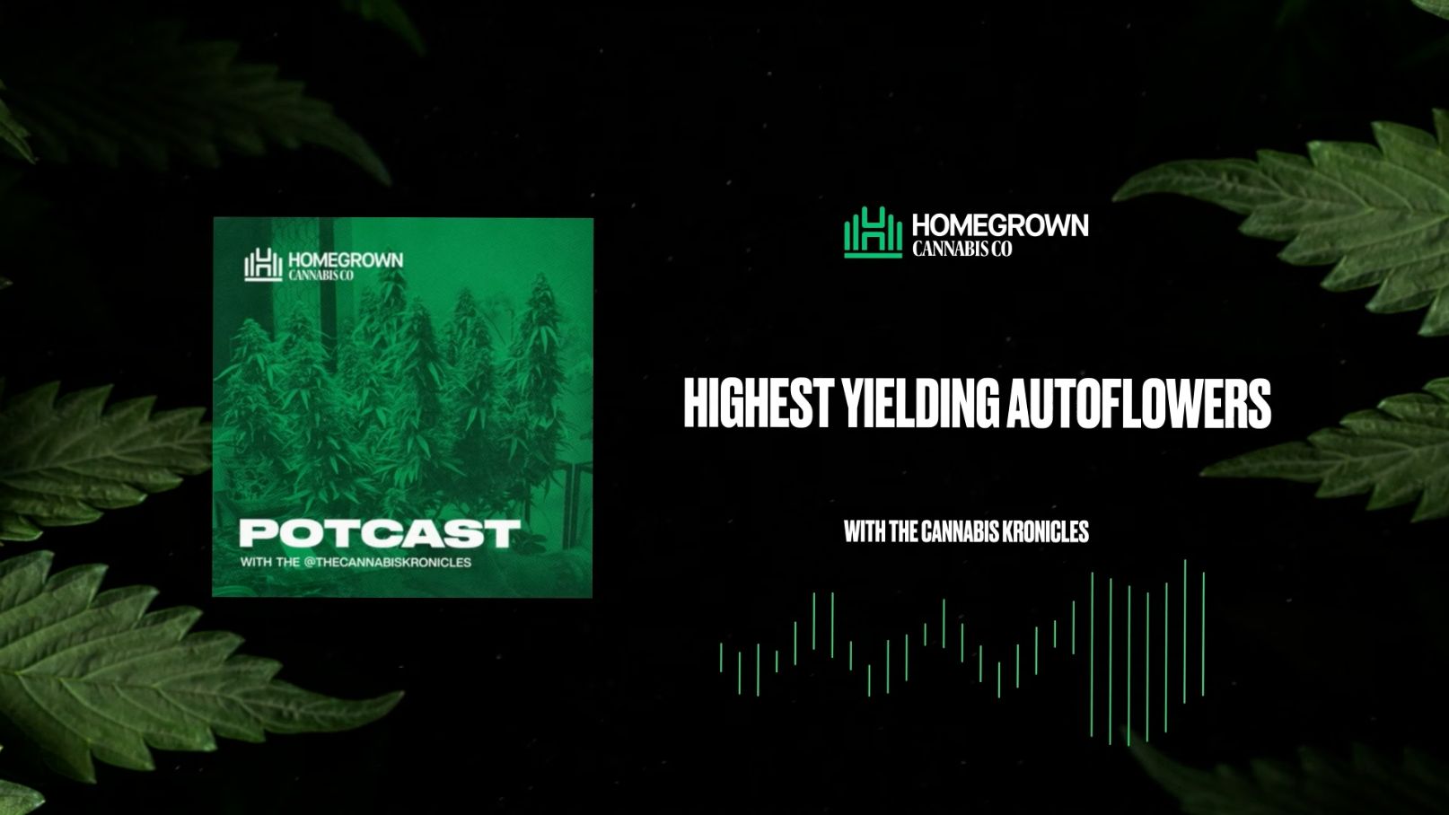 Highest Yielding Autoflowers with Chronic from The Cannabis Kronicles | Homegrown Cannabis Co. Potcast