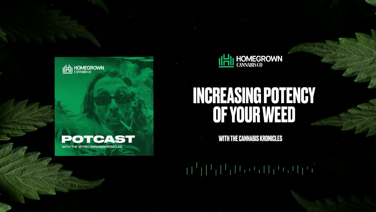  How To Increase The Potency of Your Weed — Homegrown Cannabis Co.
