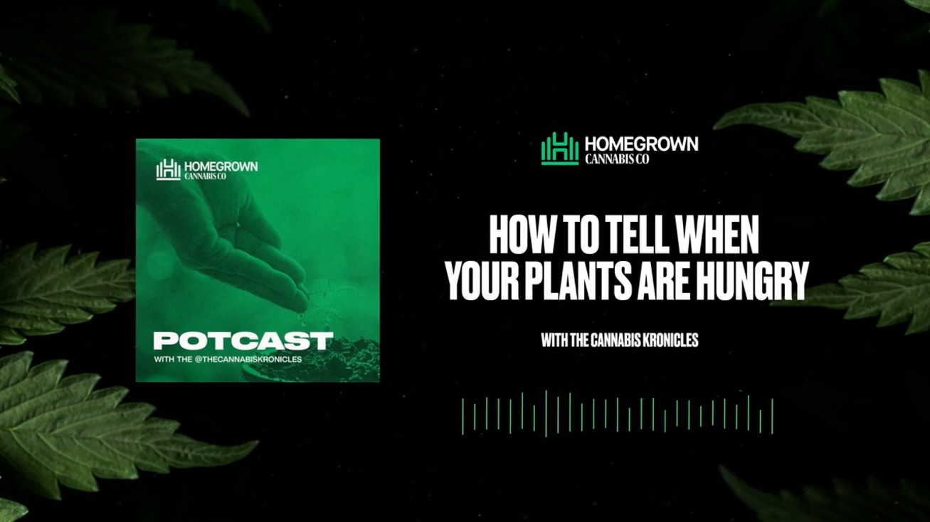 Reading Your Cannabis Plants — Hungry, Full or Deficient — Homegrown Cannabis Co.