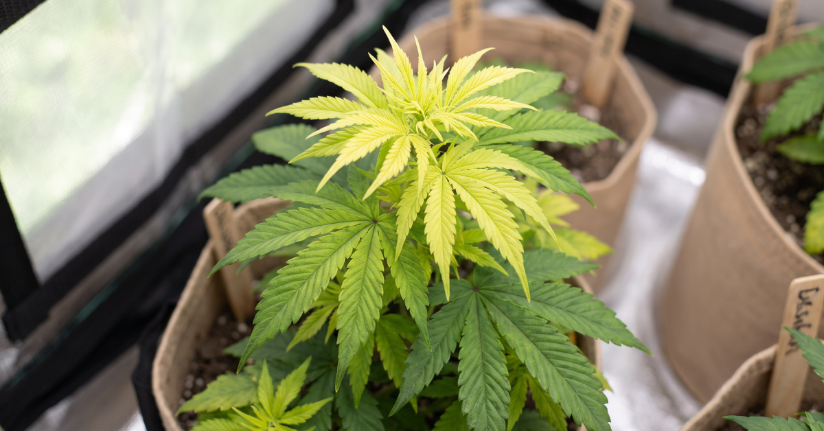 Cannabis plant with pale yellow new top-growth leaves showing sulfur deficiency, healthy green lower leaves.