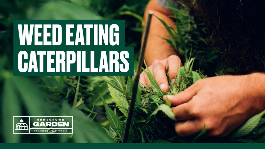 Getting Rid of Cannabis Caterpillars — Homegrown Garden