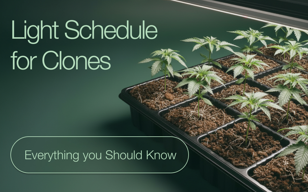 Light Schedule for Clones: A Grower’s Guide to Strong Starts