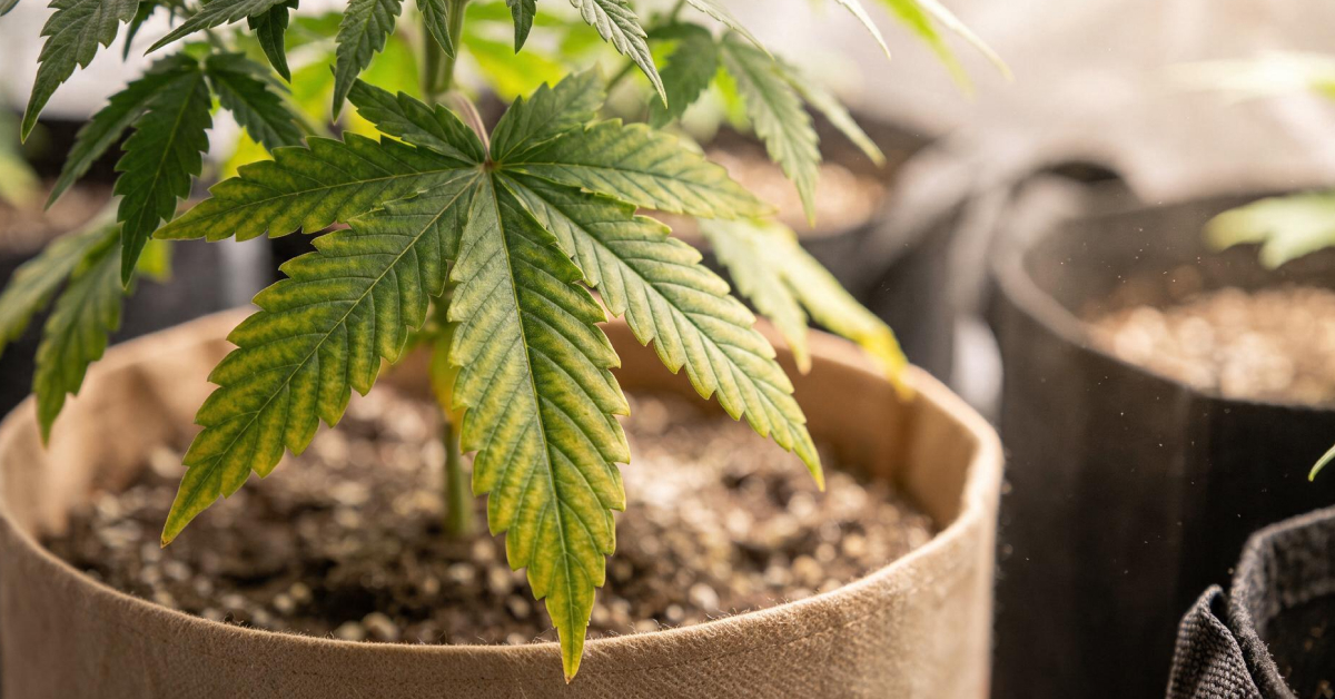 Cannabis leaves showing magnesium deficiency — yellowing between green veins on lower leaves.