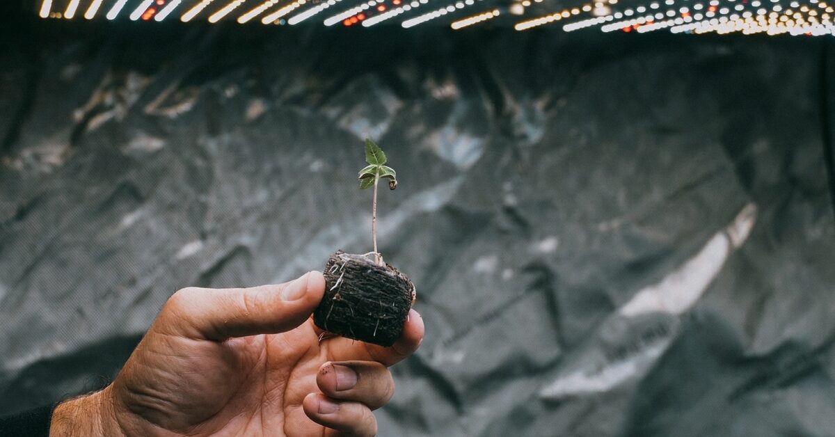 A grower holding an uprooted cannabis plant with a compact, cube-shaped root ball.
