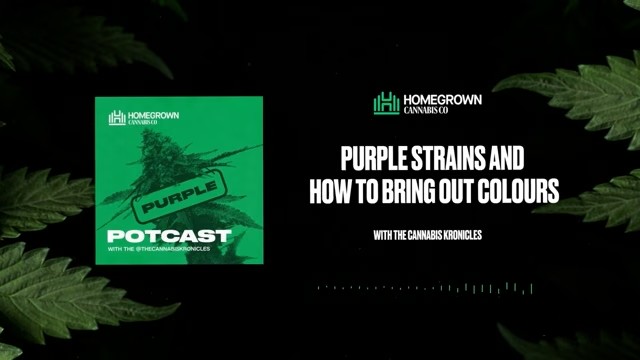 Purple Cannabis Strains & Anthocyanin Explained — Homegrown Cannabis Co.