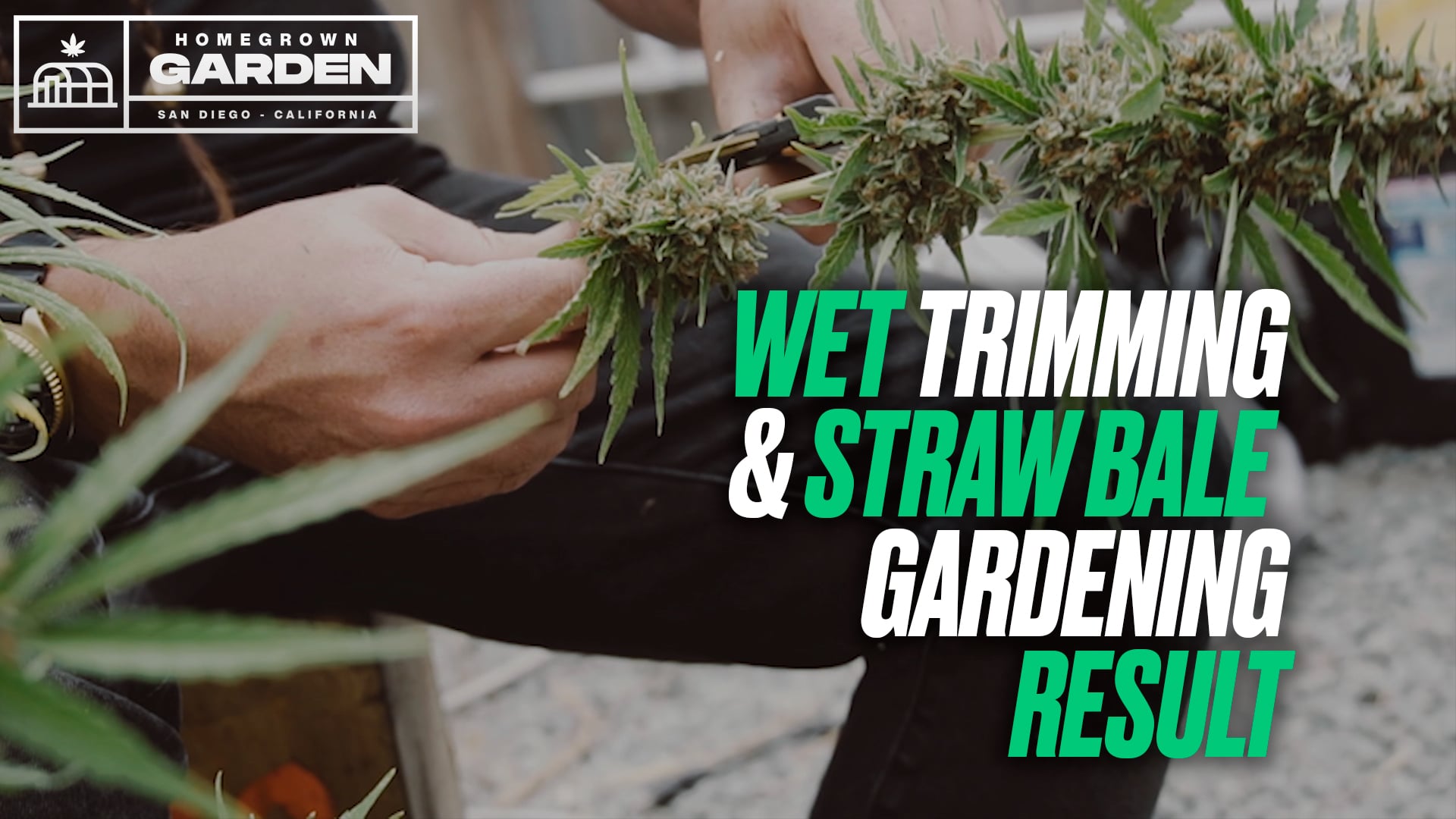 Straw Bale Grow Part 3 — wet trimming and harvesting Animal Mints — Homegrown Cannabis Co.