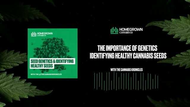 Importance of Genetics & Identifying Healthy Cannabis Seeds — Homegrown Cannabis Co.