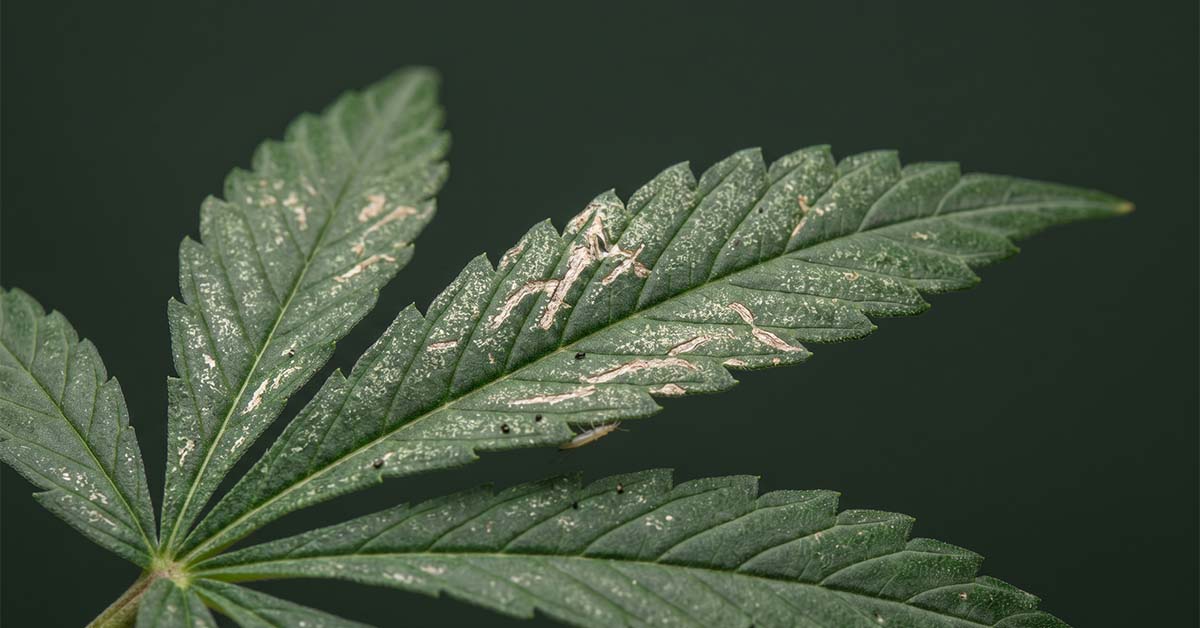 Cannabis leaf with irregular silvery streaks and pale stippling — the "sandblasted / dried-spit" look - concentrated on newer growth. 