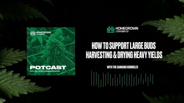 Supporting Large Buds & Harvesting Heavy Yields — Homegrown Cannabis Co.