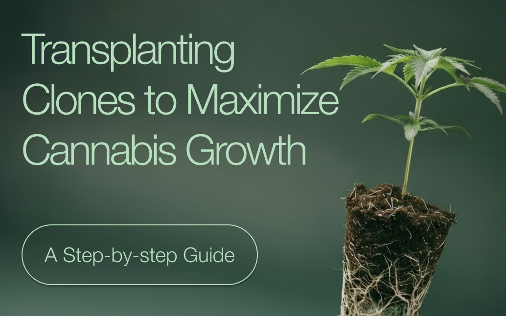 Transplanting Clones to Maximize Cannabis Growth: a Step-by-Step Guide