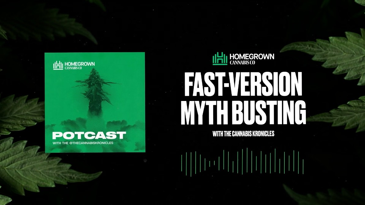 Fast Version Cannabis Seeds Explained — Homegrown Potcast