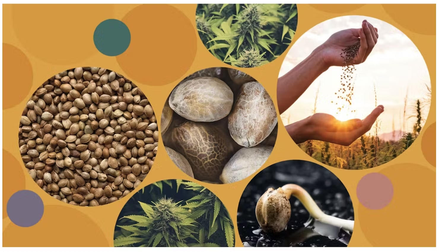Leafly Names Homegrown Cannabis Co. Best for Expert Advice