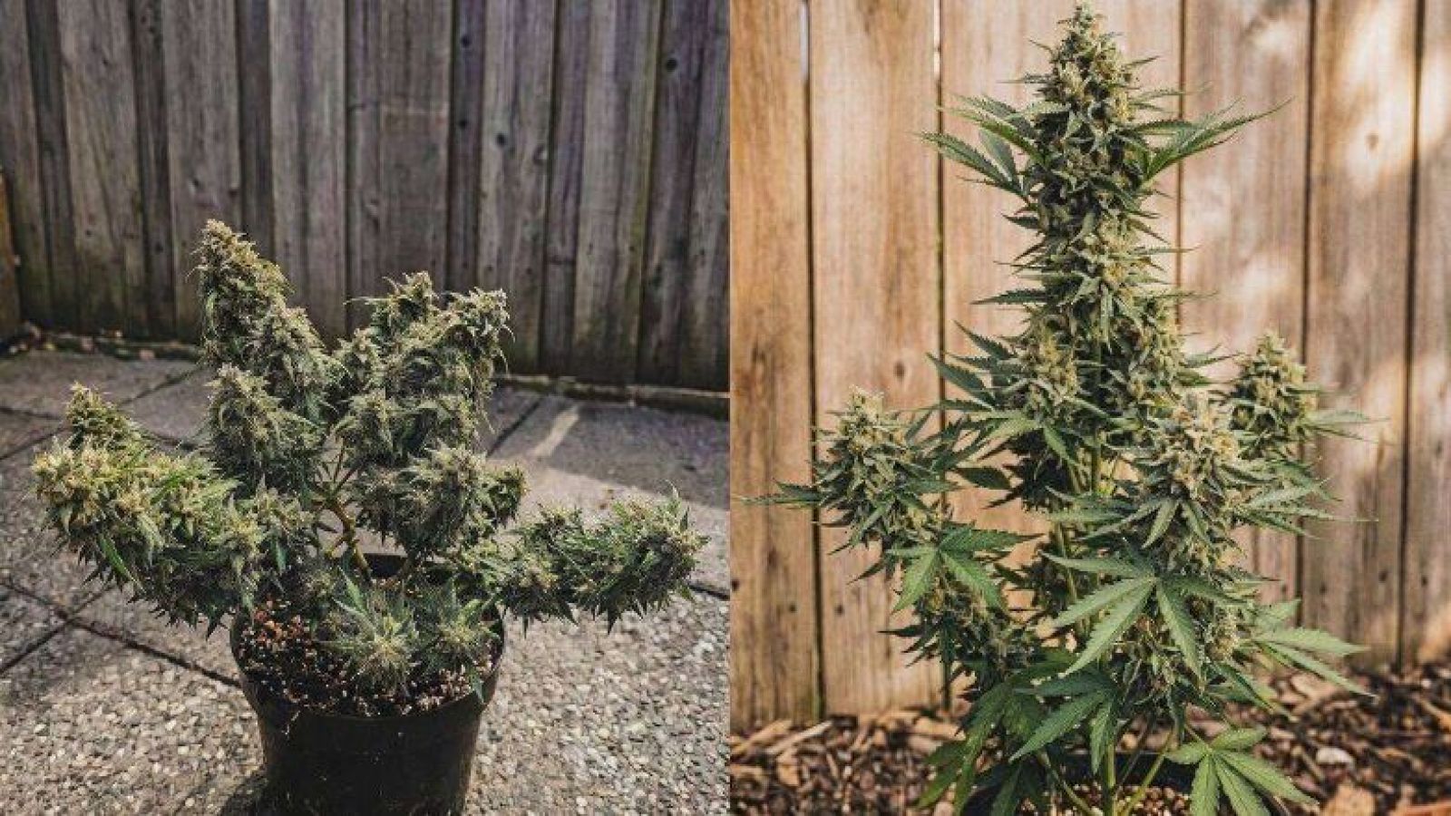 Healthy cannabis plants