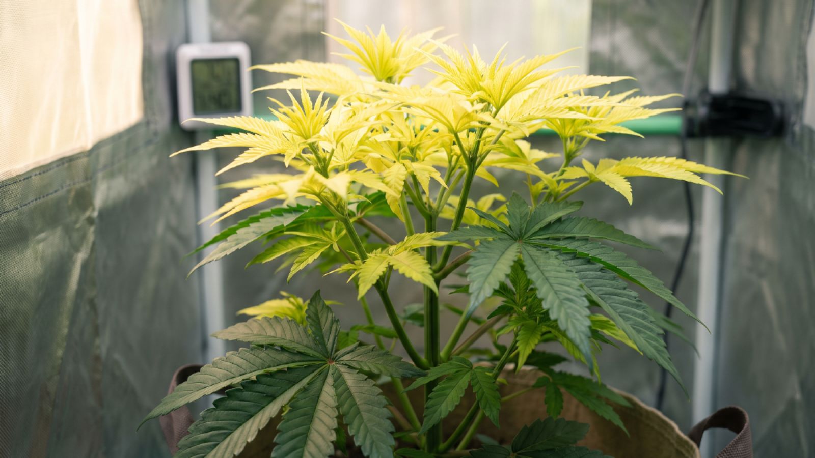 Cannabis Iron Deficiency: Fixing Yellow New Growth and pH Lockout
